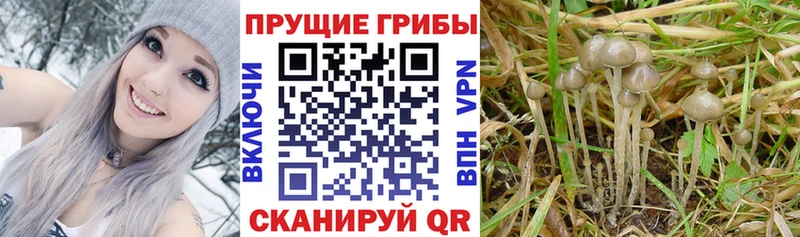 где купить   Волосово  Галлюциногенные грибы Psilocybe 